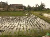 Perjuangan Desa Di Bantul Untuk Bertani Organik