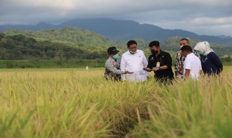 Kementerian Pertanian Komitmen Bantu Serap Gabah Petani