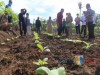 Petani Desa Ngrejo Mulai Bertanam Tembakau